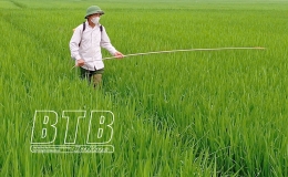 Chủ động phòng, trừ bệnh đạo ôn cổ bông bảo vệ lúa xuân
