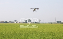 Đông Hưng: Tập trung phòng, trừ sâu bệnh bảo vệ lúa xuân