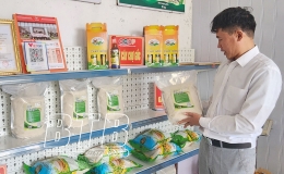 Đưa gạo Thái Bình vươn xa