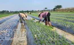 Hiệu quả vùng chuyên canh rau màu