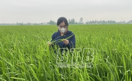 Hưng Hà: Tập trung phòng, trừ sâu bệnh bảo vệ lúa xuân