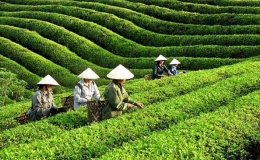 Ngày Chè quốc tế 21/5: Nhiều lợi ích sức khỏe khi uống trà xanh hằng ngày