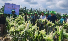 Ngô nếp TBM135 cho năng suất gần 6 tạ/sào