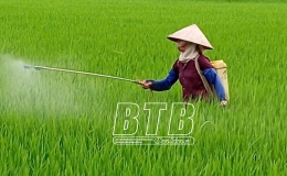 Nông dân huyện Kiến Xương bám đồng, kỳ vọng mùa vụ bội thu