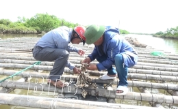Tiền Hải: Hiệu quả nuôi hàu nước lợ