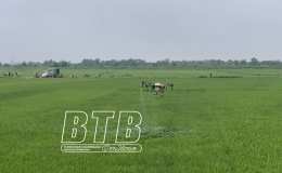 Tình hình sản xuất nông nghiệp tỉnh Thái Bình (đến ngày 15/5/2025)