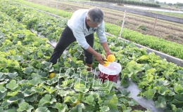 Trung An: Dưa hồng được mùa, rớt giá