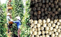 Việt Nam duy trì vị trí dẫn đầu về xuất khẩu hạt tiêu