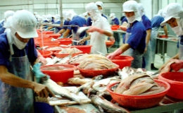 Xuất khẩu cá tra đạt 237.000 tấn