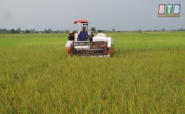 Thái Thụy: Thu hoạch gần 2.000ha lúa xuân