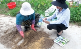 Xử lý rơm rạ sau thu hoạch