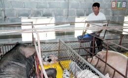 Hội Cựu chiến binh xã Hoa Nam giúp hội viên phát triển kinh tế