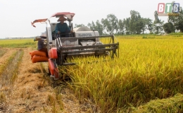 An Châu: Sản xuất nông nghiệp hàng hóa