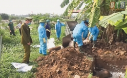 Thái Thụy: 48/48 xã, thị trấn có lợn bị bệnh dịch tả lợn châu Phi