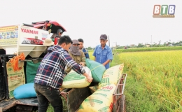 Đông Hưng thu hoạch nhanh, gọn lúa xuân