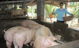 Đông Hưng công bố hết bệnh dịch tả lợn châu Phi trên địa bàn 7 xã, thị trấn