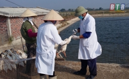 Thái Thụy triển khai tiêm phòng gần 29.000 liều vắc xin cho đàn vật nuôi