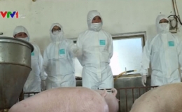 Khảo nghiệm vaccine phòng dịch tả lợn châu Phi
