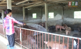 Đông Hưng: Thêm 5 xã công bố hết bệnh dịch tả lợn châu Phi