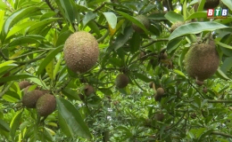 Làm giàu từ cây hồng xiêm