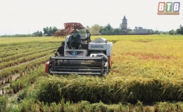 Thái Thụy: Thu hoạch lúa xuân, chuẩn bị sản xuất vụ mùa