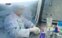 Nghiên cứu vaccine tả lợn châu Phi đã có kết quả bước đầu