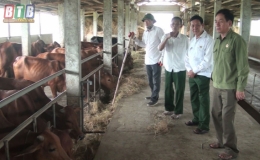 Vũ Thư: Bình quân mỗi năm sản lượng thịt trâu, bò đạt hơn 400 tấn.
