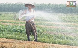 Vũ Thư: Nỗ lực chống nắng nóng cho cây màu