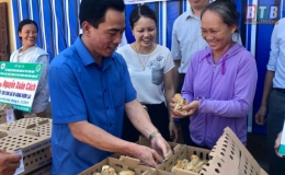 Hỗ trợ 7.000 con gà giống cho các hộ chăn nuôi