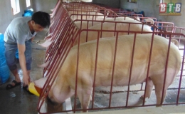 5,644 tỷ đồng dư nợ chăn nuôi lợn bị thiệt hại được hỗ trợ