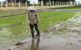 Toàn tỉnh đã gieo được trên 3.000ha mạ mùa
