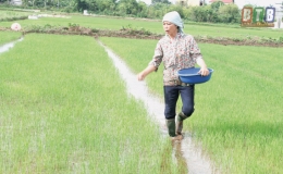 Vũ Thư hối hả sản xuất vụ mùa