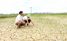 Nghệ An: Nắng nóng và xâm nhập mặn 'uy hiếp' 700 ha lúa hè thu ở Nghi Lộc