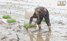 Chủ động phòng, chống bệnh lùn sọc đen trong vụ mùa