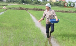 Nông dân Vũ Thư chăm sóc, phòng trừ sâu bệnh bảo vệ mạ mùa