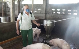 Hưng Hà: 4 xã công bố hết dịch tả lợn châu Phi