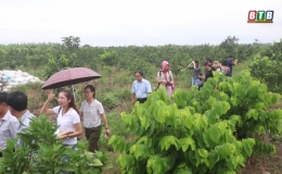 Trồng cây đặc sản thu tiền tỷ trên đất Hồng An