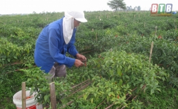 Chuyển đổi 2.400ha đất lúa sang trồng cây dược liệu