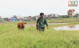 Thụy Dương: Bò giống giúp hộ nghèo thoát nghèo