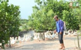 Phát hiện dịch cúm A/H5N6 trên đàn vịt
