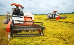 Chính thức kéo dài miễn thuế sử dụng đất nông nghiệp đến hết năm 2025