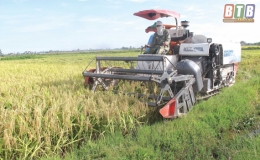 Đông Hưng: Thu hoạch 4.500ha lúa xuân