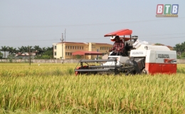 Hối hả mùa gặt