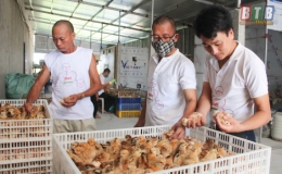 HTX Chăn nuôi xanh Thái Bình: Liên kết để phát triển bền vững