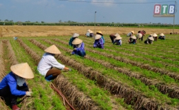 Hưng Hà: Tích tụ 2.548ha đất canh tác