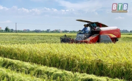 Kiến Xương đã thu hoạch được trên 40% diện tích lúa xuân