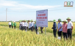 Khảo nghiệm giống lúa mới “Đãi cát tìm vàng”