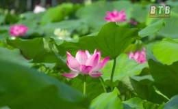 Không để ruộng bỏ hoang