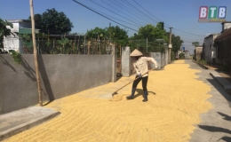 Kiến Xương tái diễn tình trạng phơi thóc trên đường giao thông
