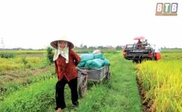 Lúa xuân vào mùa gặt